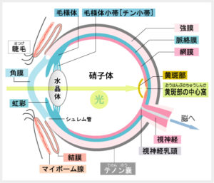 黄斑部中心窩