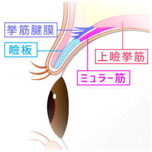 ミュラー筋眼図